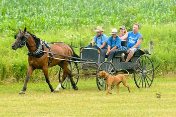 Carriage dog qualifier from 2011
