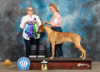 Una Winners Bitch, Best of Winners and Best Bred by Exhibitor at Trinity Valley RR Club of TX 3/24/23 under breeder judge Ann O'Mara.
