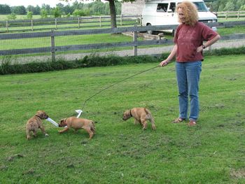 Intro to lure coursing - 6 weeks

