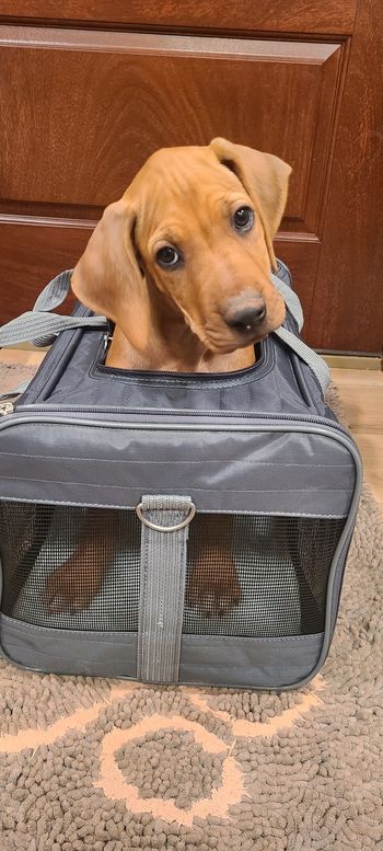 Artemis barely fits in her airline carrier! lol She's going back to PA to a previous TerraCotta puppy owner:)
