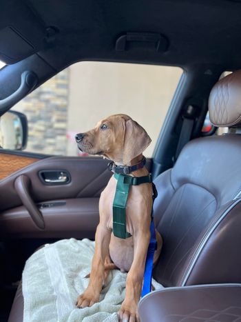 Corwin in his doggy seat belt.
