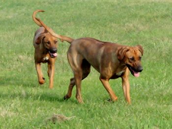 Romping with almost twin sister Tia. Can you tell which one is Tara?
