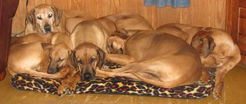 5 dogs - 1 dog bed. From L-R are Letaba(head up), Trouble, Ulindi, Rheba and Tana.
