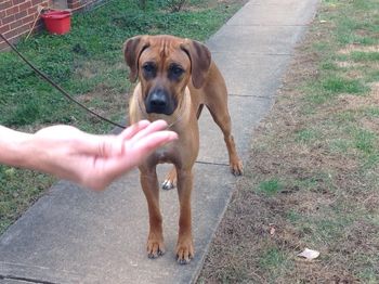 Ear set turned out just fine:) About 1 year old here.
