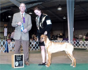 Tara's 1st show on 4/20/13 at 7 months old taking Best of Winners and a 3 point major under judge Michael Sosne.
