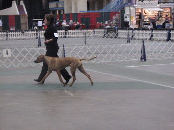 Rukoto at 7 months old at the Cleveland IX shows December 2009.
