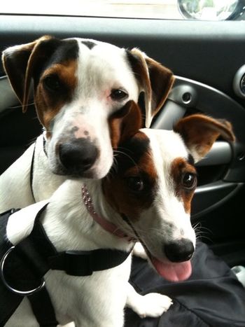 LOVELY LITTLE JACK RUSSELLS, PRETTY POPPY (FRONT) AND HANDSOME JACK (BACK)
