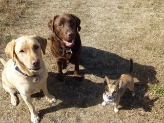 LOVELY LABS FUDGE AND SCOOBY AND GORGEOUS JRT X CHI DAISY
