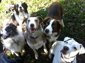 Spot the odd one out !!! Collies - Gem, Cracker, Wizzy , Danny and American Bulldog Millie
