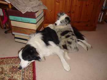 BORDER COLLIE PUP GEM USING HER 'BIG BROTHER' CRACKER AS A COMFY CHAIR !!!
