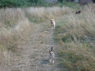 DAISY, FUDGE AND SCOOBY ON THEIR WALK
