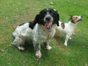 ARCHIE THE SPRINGER AND ISLA THE JACK
