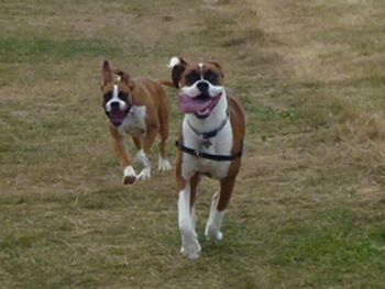 TWO SMILY BOXERS MAGGIE AND AUDREY !
