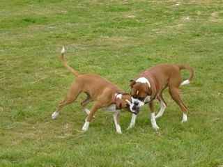 BOXER FUN WITH AUDREY AND MAGGIE !
