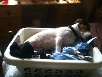 JACK THINKING ITS A HARD LIFE BEING A DOG !
