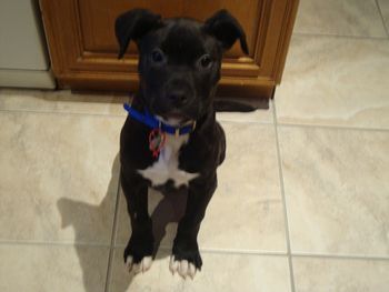 OUR NEW ADDITION FROM BATTERSEA DOGS HOME, 4 MONTH OLD STAFFY TILLY
