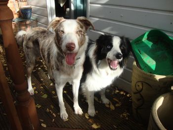 WIZARD AND CRACKER IN THE GARDEN AFTER THEIR WALK
