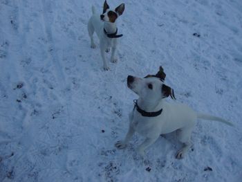 POPPY AND JACK IN THE SNOW
