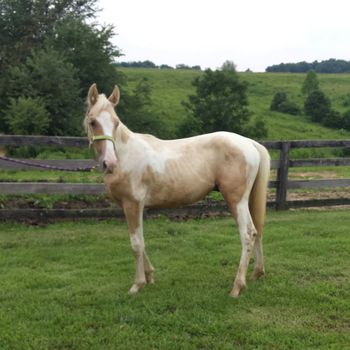 SOLD  Palomino yearling colt Designing Cream SALE PENDING
