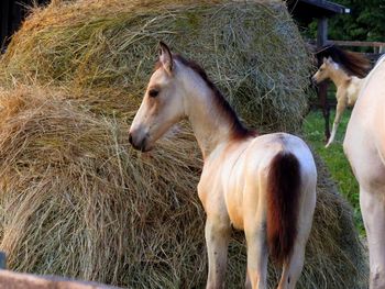 SOLD#1 Blue Roan Buckskin filly $1350 SOLD
