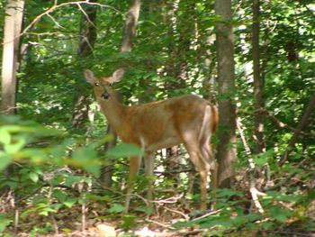 Deer, wild turkey, racoons, ect. are plentiful in the park. We seldom ride out without seeing multiple deer.
