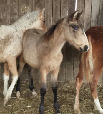 5 Buckskin colt by Color's Perfection
