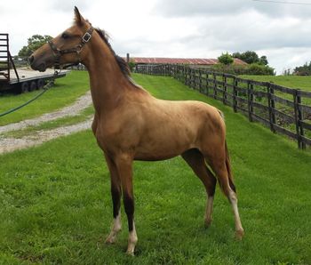 Too Much to Sell  filly  $2800
