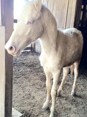 SOLD   A Pleasant Moon is AA cremello with a tobiano gene. $3000
