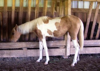 Beautiful gold and white filly here, by Luke.
