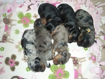 Revvie's "Light Litter" at two weeks old. Lovely little babies!
