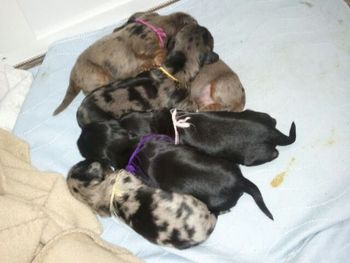 Revvie's pups at 1 week old!! Love them already!
