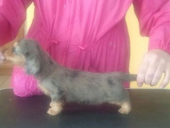 Miss Pink girl standing and stacking with ease!! WOW and I am only 5 weeks old.
