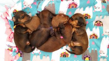 5 pups at 2 weeks old
