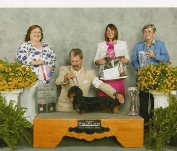ROCKY WINNING BOS TO BOV AT THE SOONER DACHSHUND CLUB SPECIALTY FROM THE BREED-BY CLASS!! GREAT WIN:)) A 5 point major
