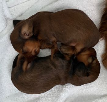 Spirits puppies 4 weeks old little boy available to pet home
