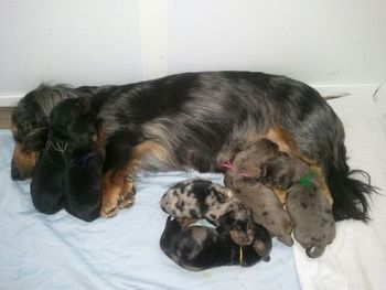 Mommy and pups all fat and happy and sleeping soundly.
