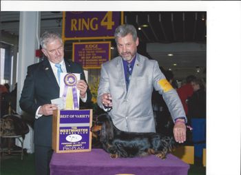 Dessie wins BOV at the GARDEN!  Thank you breeder judge Guy Jeavons
