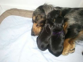 Mommy and her two black and tan girls! So sweet!!
