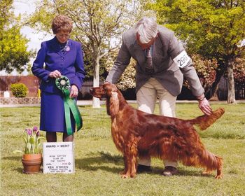 Paddie received an Award of Merit at the Irish Setter Speciality in Dixon, CA in April 2010

