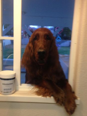 How Much Is That Doggie In The Window?
