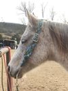 Colored Mule Tape Headstall