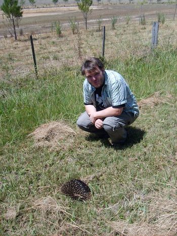 Svavar told the Short-beaked Echidna (Tachyglossus aculeatus) he loved it...
