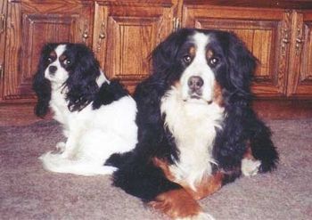 "Bailey" & "Sadie" - Cavalier King Charles Spaniel & Bernese Mountain Dog
