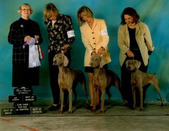 A clean sweep in Canada--Lisl winning breed and a group placement, Olaf finishing by winning BOW and going Best of Opposite, Uppie going WB and Best Puppy in Group.
