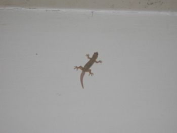 Cool little lizards on the walls... they keep bugs away!
