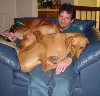 Exhibit A: Ridgebacks are arguably the biggest lap dogs in the universe.
