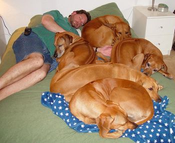 Provided they get enough exercise, Ridgebacks are content to slumber the day away.
