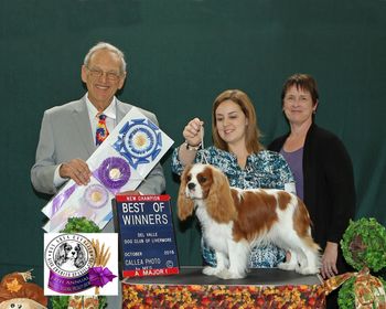 Winners Dog, Best of Winners, and Best BBE at the BACKCSC Specialty under Judge Kenneth Berg for a 5 point MAJOR to finish his Championship at just 13 months old
