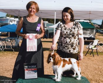 Bridgette winning the Bred By Exhibitor Toy Group at just 17 months old
