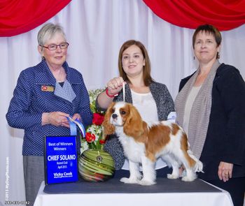 Best of Winners for Harley at just 7 months old under Judge Terry Carter.
